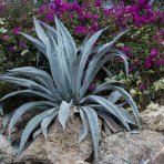 Agáva americká (Agave americana) - výška 10-15 cm, Ø 20-30 cm, kont. C6L (-10°C)